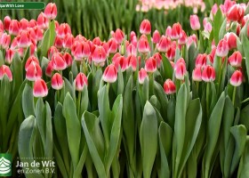 Tulipa With Love (2)